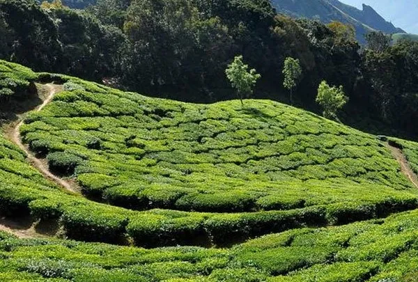 Terraced tea plantations rolling across the hills of Idukki, Kerala.